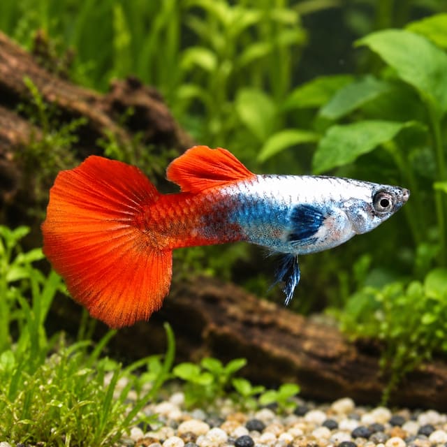 Male Platinum Red Tail guppy with a platinum-white body, blue rear patch and large red-orange tail in a planted aquarium