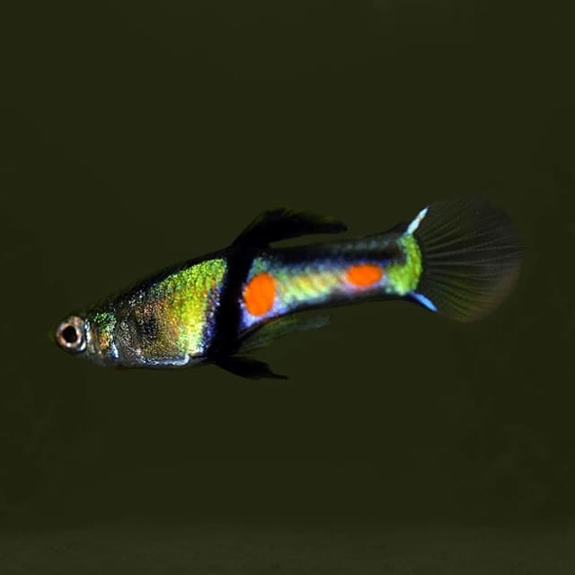El Tigre Endler Guppy with vivid orange and black markings above dark gravel, with green plants and wood behind