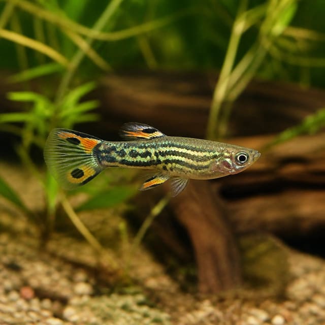 Green Snake Endler Guppy, Poecilia endler, colourful 2-3 cm livebearer fish