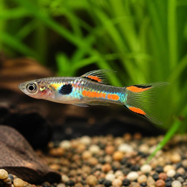Neon Endler Guppy (Poecilia wingei)