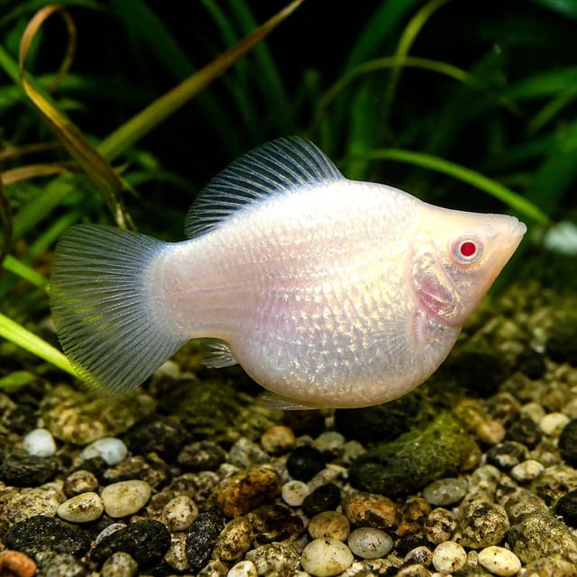 10 X Assorted Balloon Sailfin Mollies - Poecilia Latipinna - Livebearer