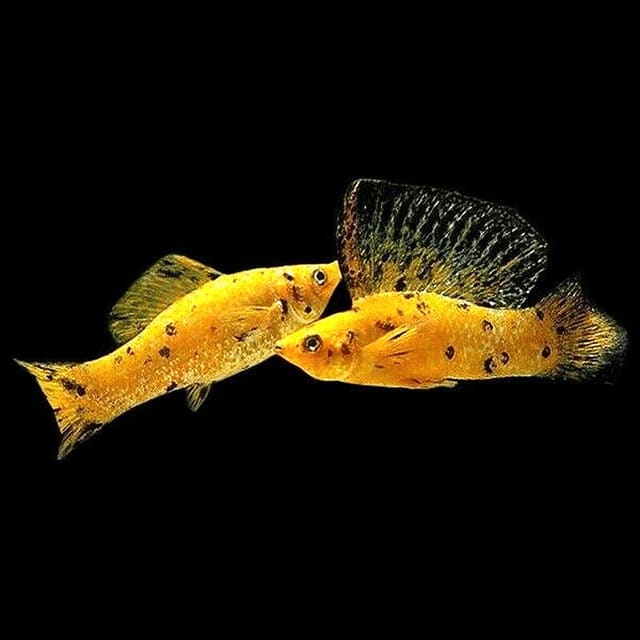 Gold Leopard Sailfin Molly Mix Poecilia latipinna source profile and planted aquarium images