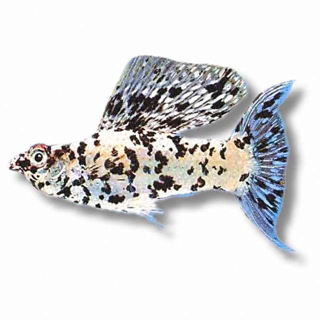 Poecilia latipinna silver marble