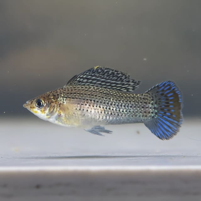Poecilia Latipinna - Aquarium supplies from Tropical Fish Co