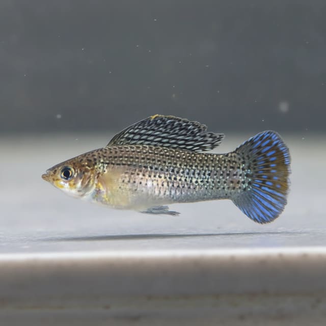 Poecilia Latipinna - Aquarium supplies from Tropical Fish Co