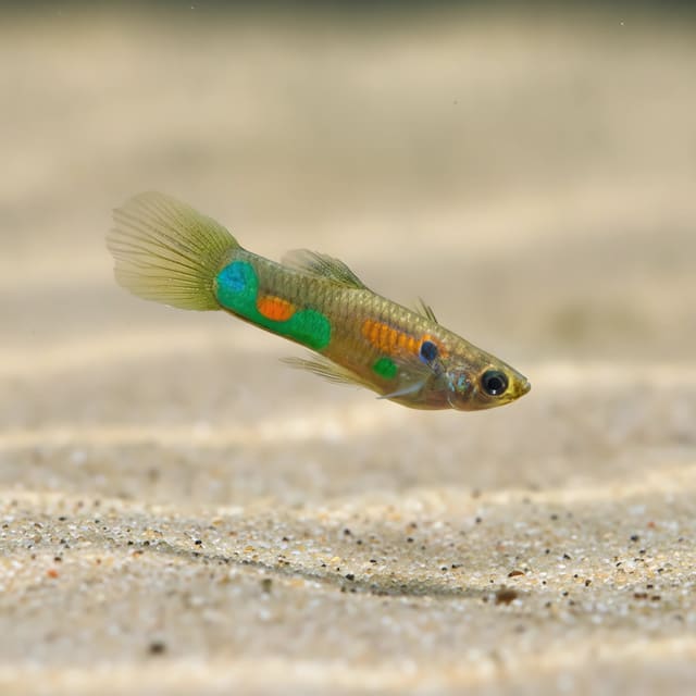 Poecilia ret. male mix colour in a planted aquarium — representative image