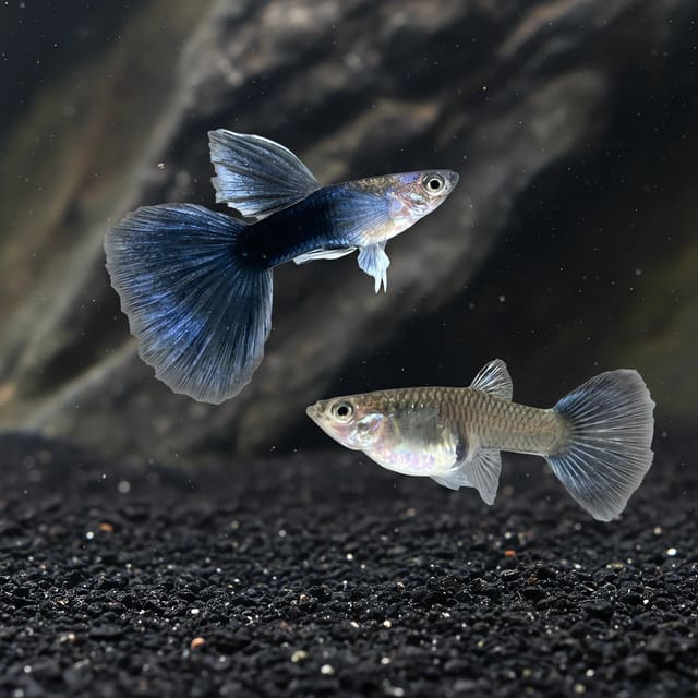Poecilia reticulata in pairs half black blue big tail in a planted aquarium — representative image