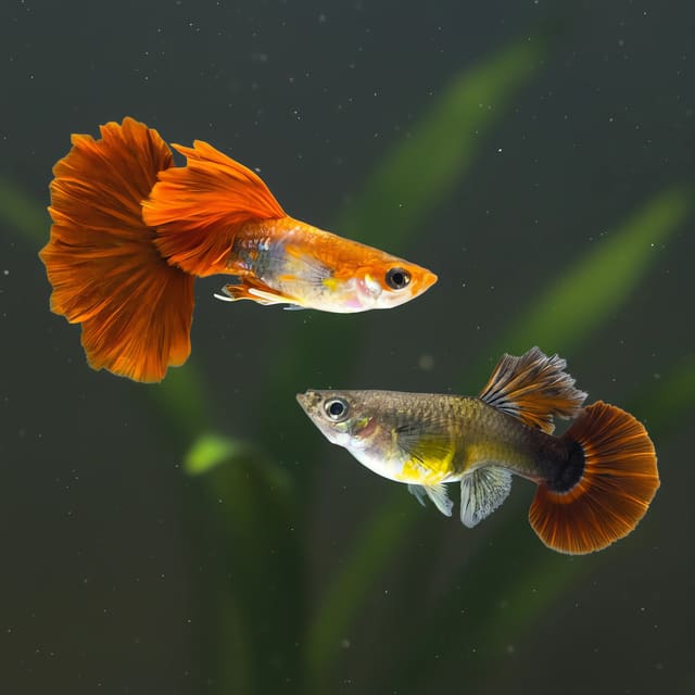 Poecilia reticulata (in pairs) HB rosetail red in a planted aquarium — representative image