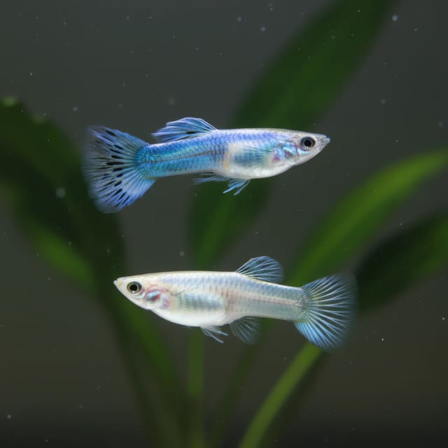 Poecilia reticulata in pairs mini panda in a planted aquarium — representative image