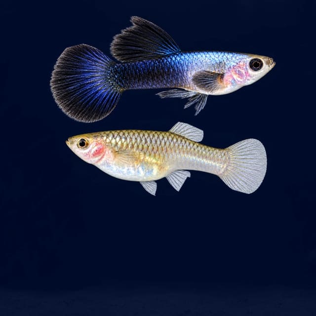 Poecilia reticulata in pairs mini panda in a planted aquarium — representative image