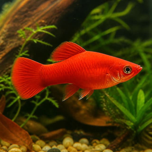 Red Molly (Poecilia sphenops) in a planted aquarium, representative image