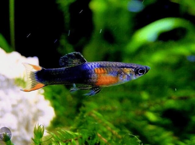 Black Fire Endler Guppy pair (Poecilia wingei)