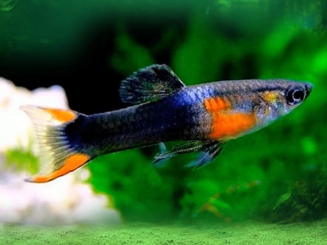 Poecilia wingei black fire swimming above gravel among green plants and wood