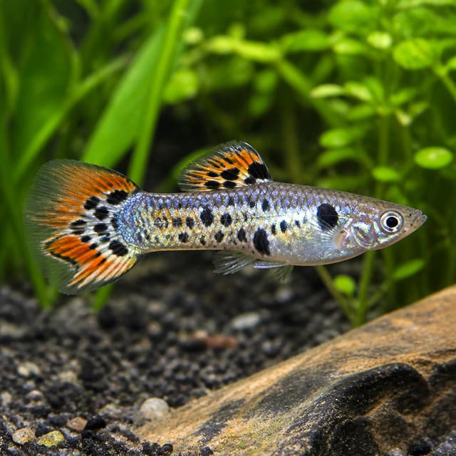 Emerald Green Endler fry – young Poecilia wingei developing metallic green colour