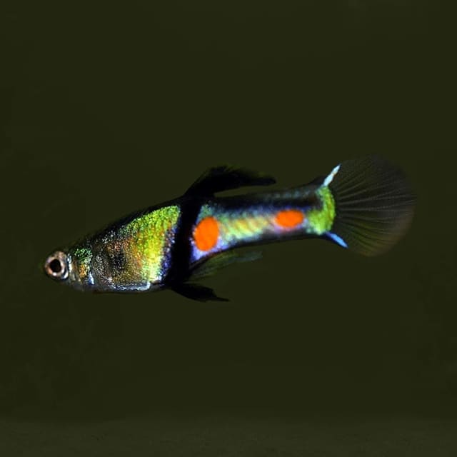 Poecilia wingei campoma el tigre