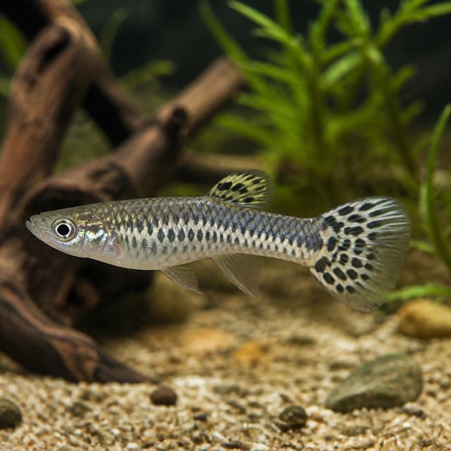 Illustrative pale spotted Endler-type guppy; not the exact Red Male stock — representative image