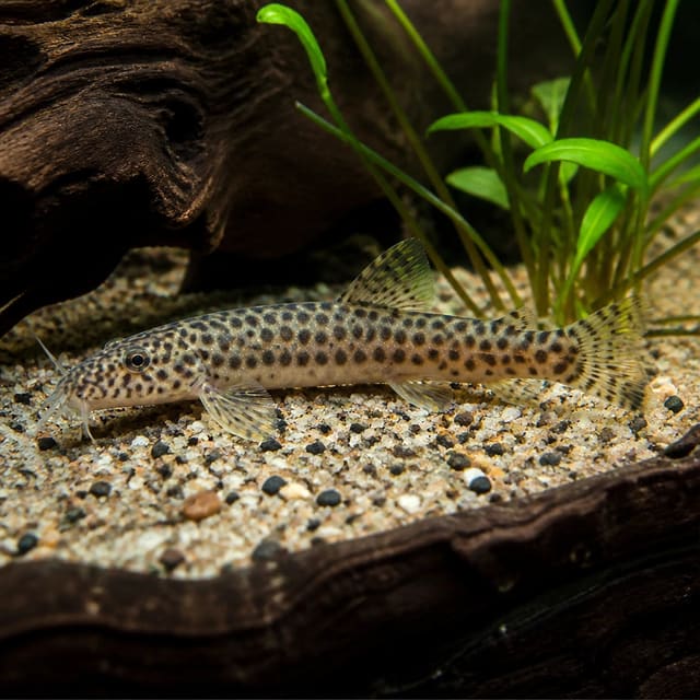 Polka Dotted Loach (Schistura corica) in a natural river-style aquarium