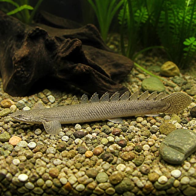 Lapradei Bichir aquarium reference; not the exact fish dispatched
