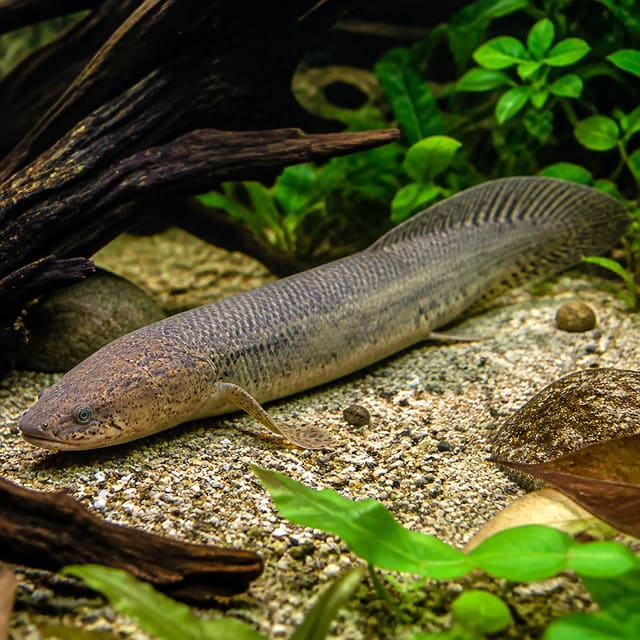 West African Lungfish (Protopterus annectens) - ancient air-breathing predator fish