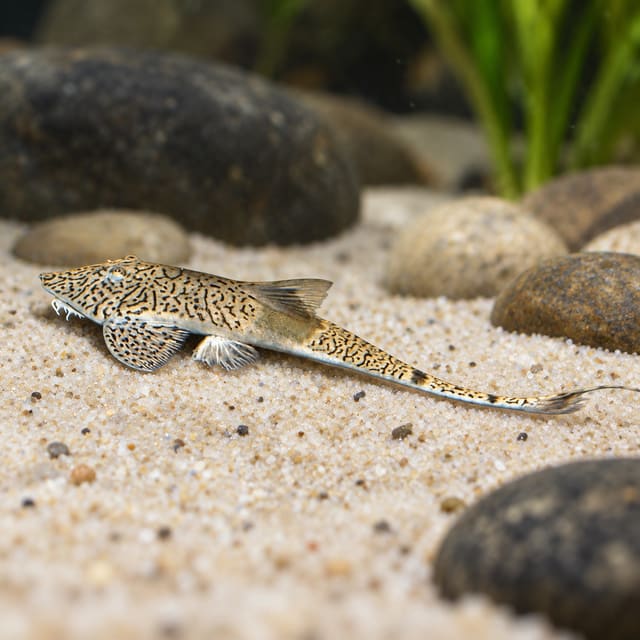 Pseudohemiodon apithanos, a flat whiptail catfish with dense dark worm-like markings, resting on pale sand
