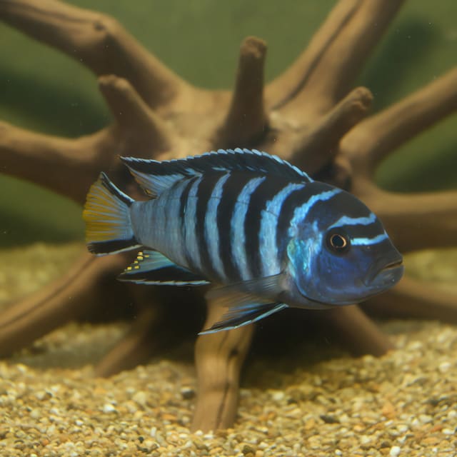 Pseudotropheus elongatus Chailoisi Malawi mbuna cichlid 3-4 cm