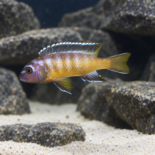 Male Usisya Mara Rock mbuna with an orange-gold body, pale blue-grey bars and blue-white edged dorsal fin among Malawi rocks