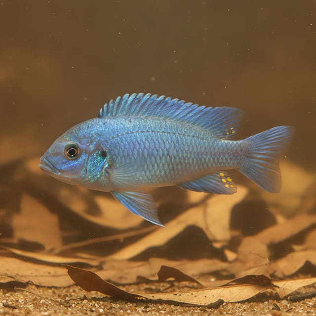 Pseudotropheus zebra red + blue in a planted aquarium — representative image