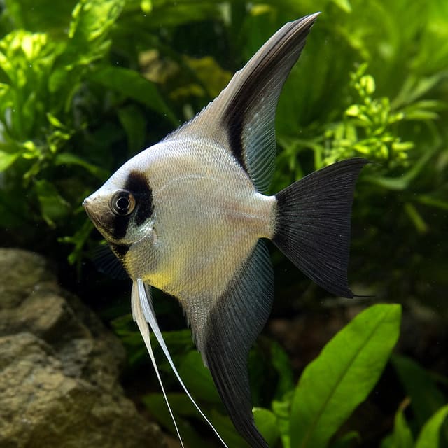 Pterophyllum Scalare Bulgarian seal points natural aquarium image