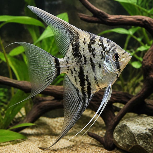 Pterophyllum Scalare Jaguar Angel Fish