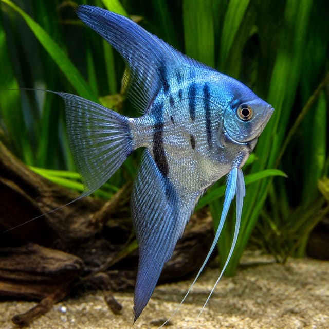 Pterophyllum scalare map. blue - Freshwater Angelfish — Map Blue Angelfish — representative image