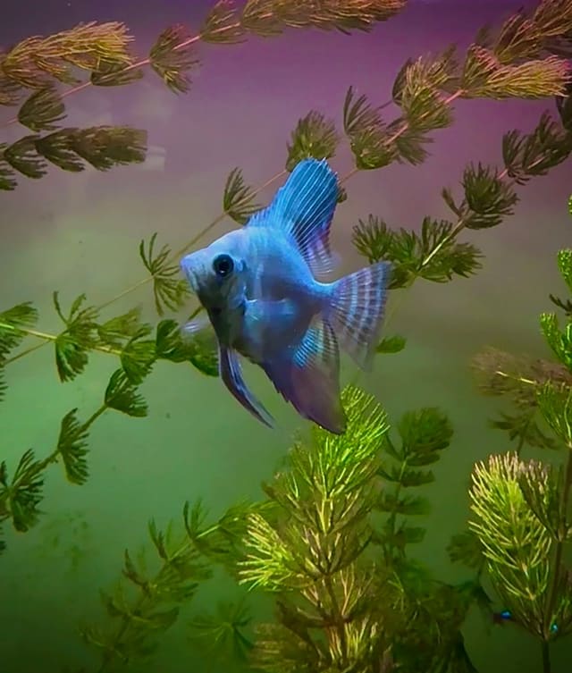 Freshwater Angelfish (Pterophyllum scalare)
