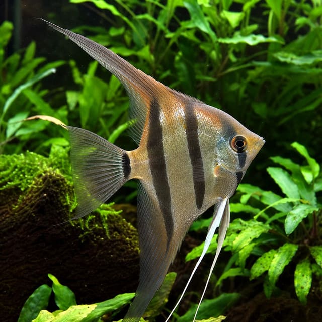 Rio Itaya Angelfish (Pterophyllum scalare) in a planted aquarium