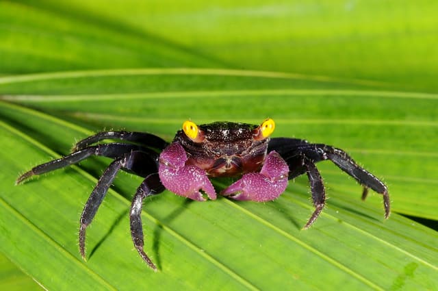 Purple Vampire Crab with yellow eyes and violet claws on a green leaf