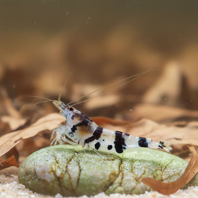representative image of a banded Raccoon Tiger shrimp in a planted aquarium