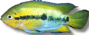 Rainbow Cichlid with a black side stripe swimming among wood and green plants