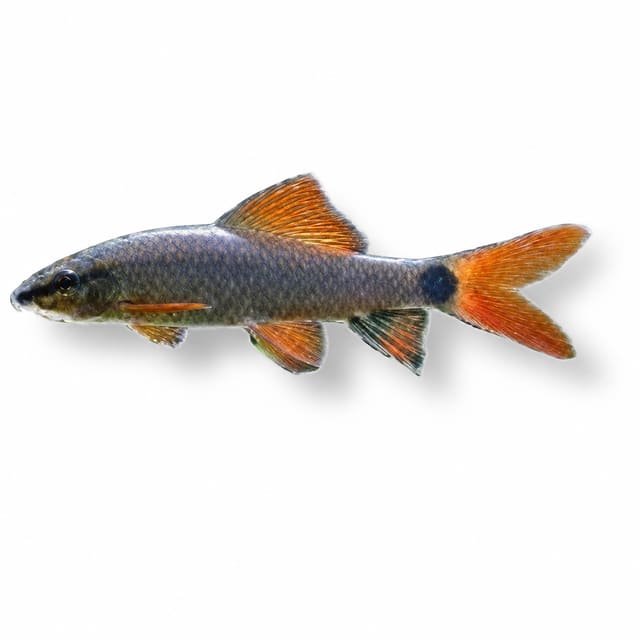 Rainbow shark (Epalzeorhynchos frenatum) with a dark grey body, a dark stripe through the eye, a dark spot at the tail base