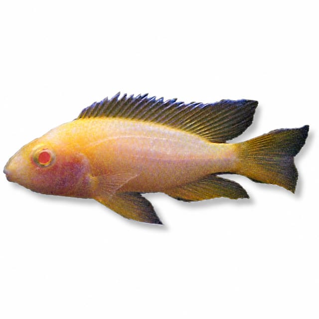 Red Albino Peacock Cichlid (Aulonocara sp.)