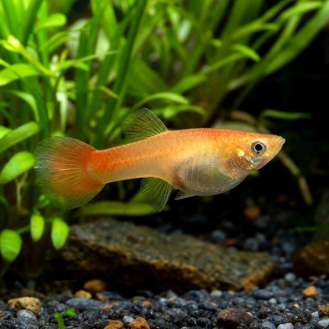 Poecilia reticulata female red blond natural aquarium image