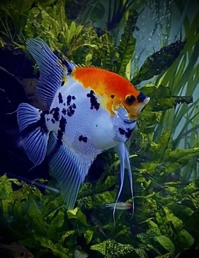 Pterophyllum scalare red cap with mottled dark body and blue-edged fins among plants