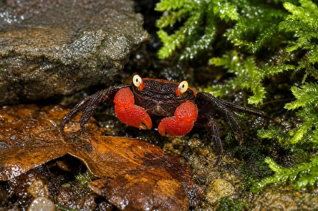 Red Devil Vampire Crab (Geosesarma hagen) with dark carapace, red-orange claws and yellow eyes on moss and leaf litter