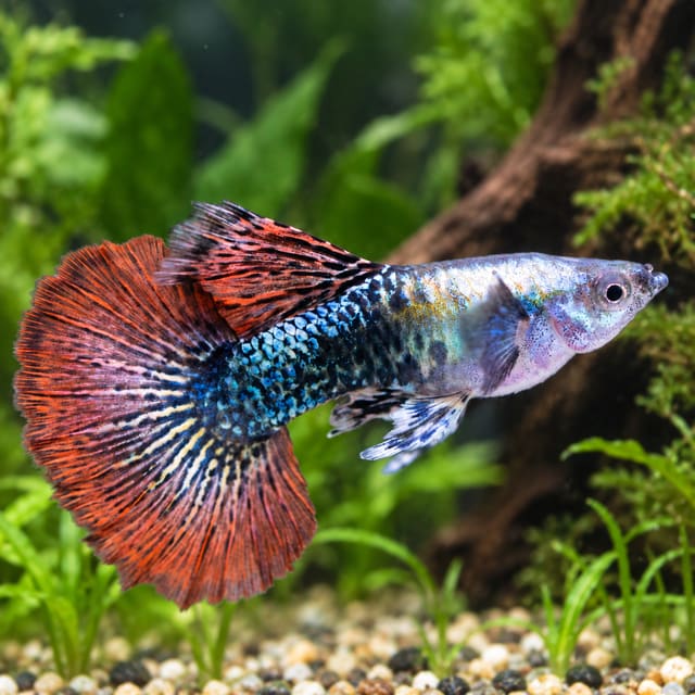 Male Red Dragon Halfmoon guppy with a blue-green dragon-scale body and a fully spread red halfmoon tail in a planted aquarium