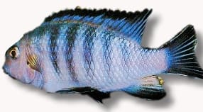 Red Fin Tropheops (Tropheops sp.) in side view, pale blue with dark blue bars and a dark blue dorsal fin