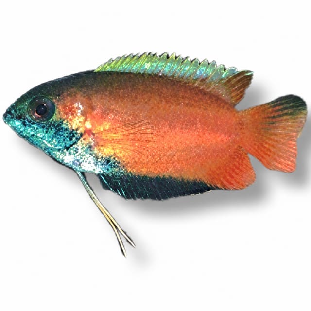 Red Honey Gourami (Trichogaster chuna)