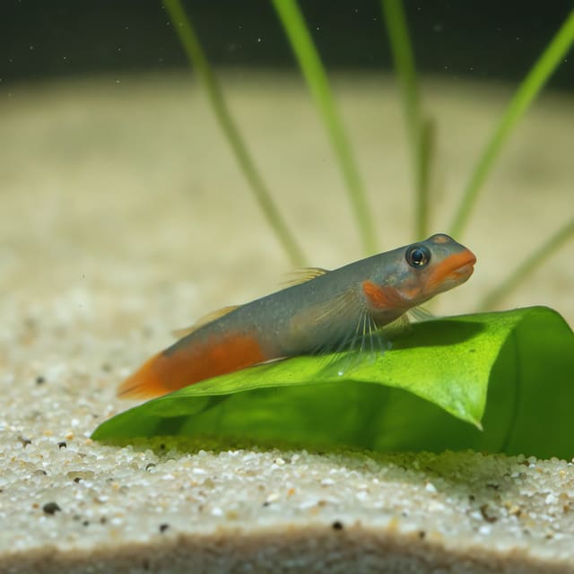 Red Lipstick Goby (Sicyopus jonklaasi) - vibrant red freshwater goby from Sri Lanka