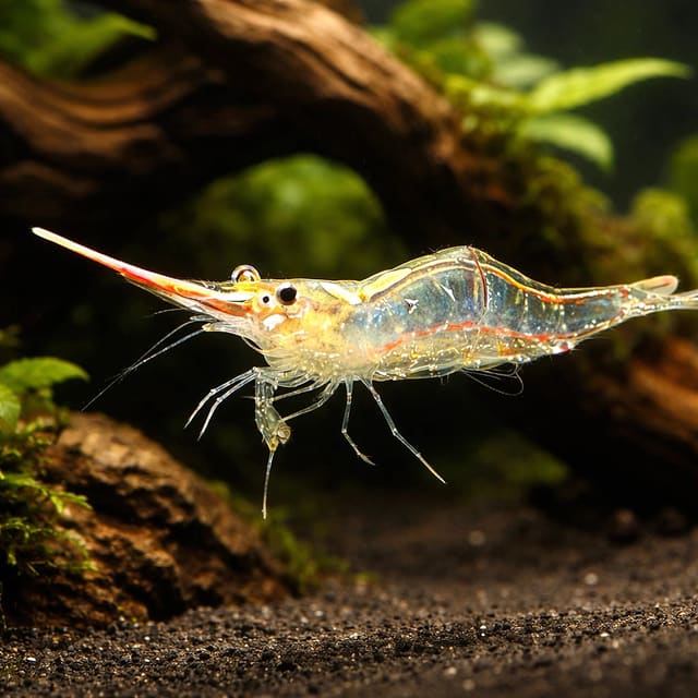 Red Nose Pinockio — Fresh Water Fish