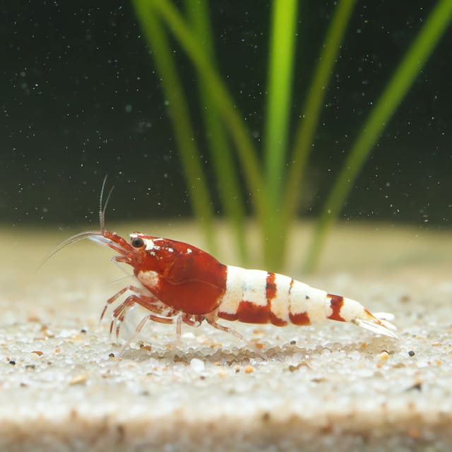 Illustrative red-and-white Taiwan Bee shrimp in a planted aquarium; dispatched pattern varies