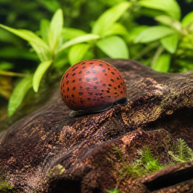 Mixed Nerite Snails (Neritina sp.) aquarium snail image