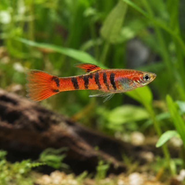 Poecilia endler tiger red