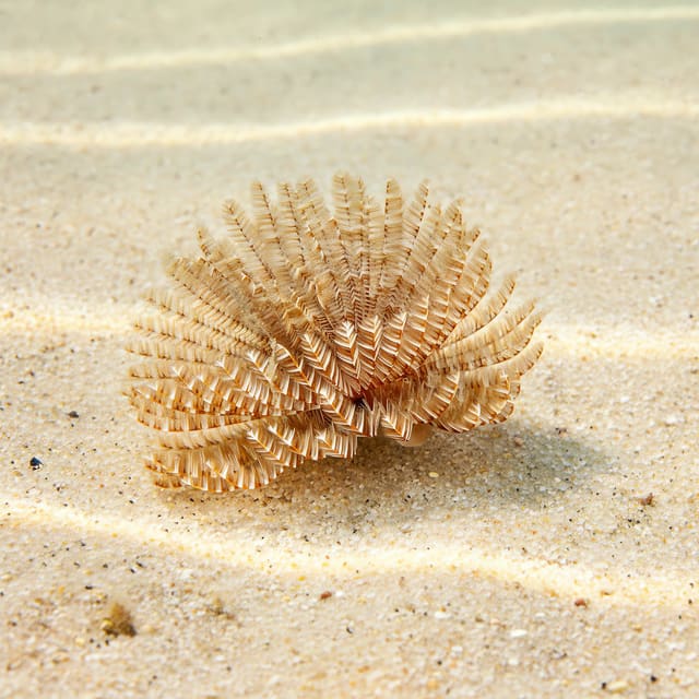 Red Tube Worm Sabellastarte indica feather duster worm with red crown in a marine aquarium