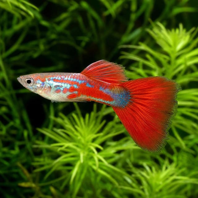 Poecilia ret. male red turquoise natural aquarium image